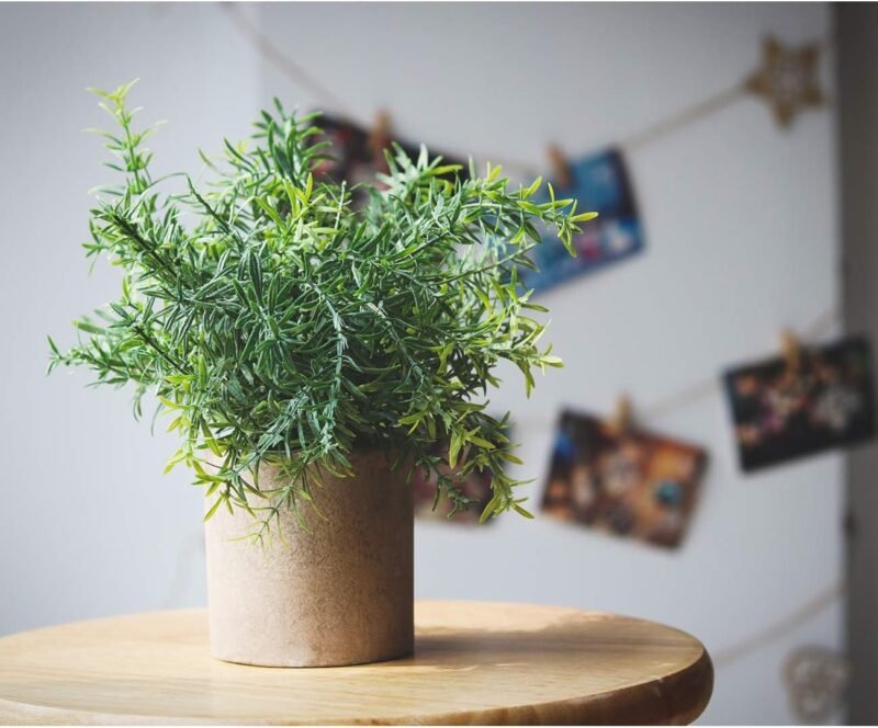 ilauke 3 Mini Plantas Artificiales Decorativas en Maceta de Eucalipto de Plástico, Plantas de Romero Sintético para Hogar, Jardín, Oficina, Balcón, Ventana, Escritorio, Decoración de Habitación - Imagen 5
