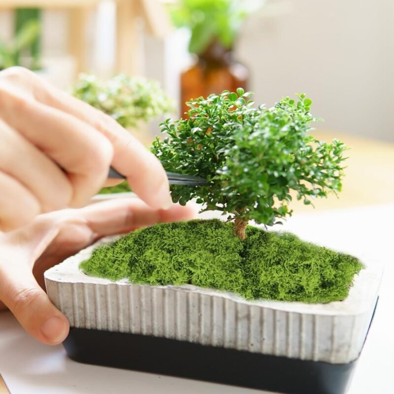 ROLLWAY Musgo Artificial Decoracion 150g Simulación de Musgo Planta Verde Artificial Maualidades Simulación Césped Artificial Musgo para decoración de manualidades Jardines Eternos (verde claro) - Imagen 5